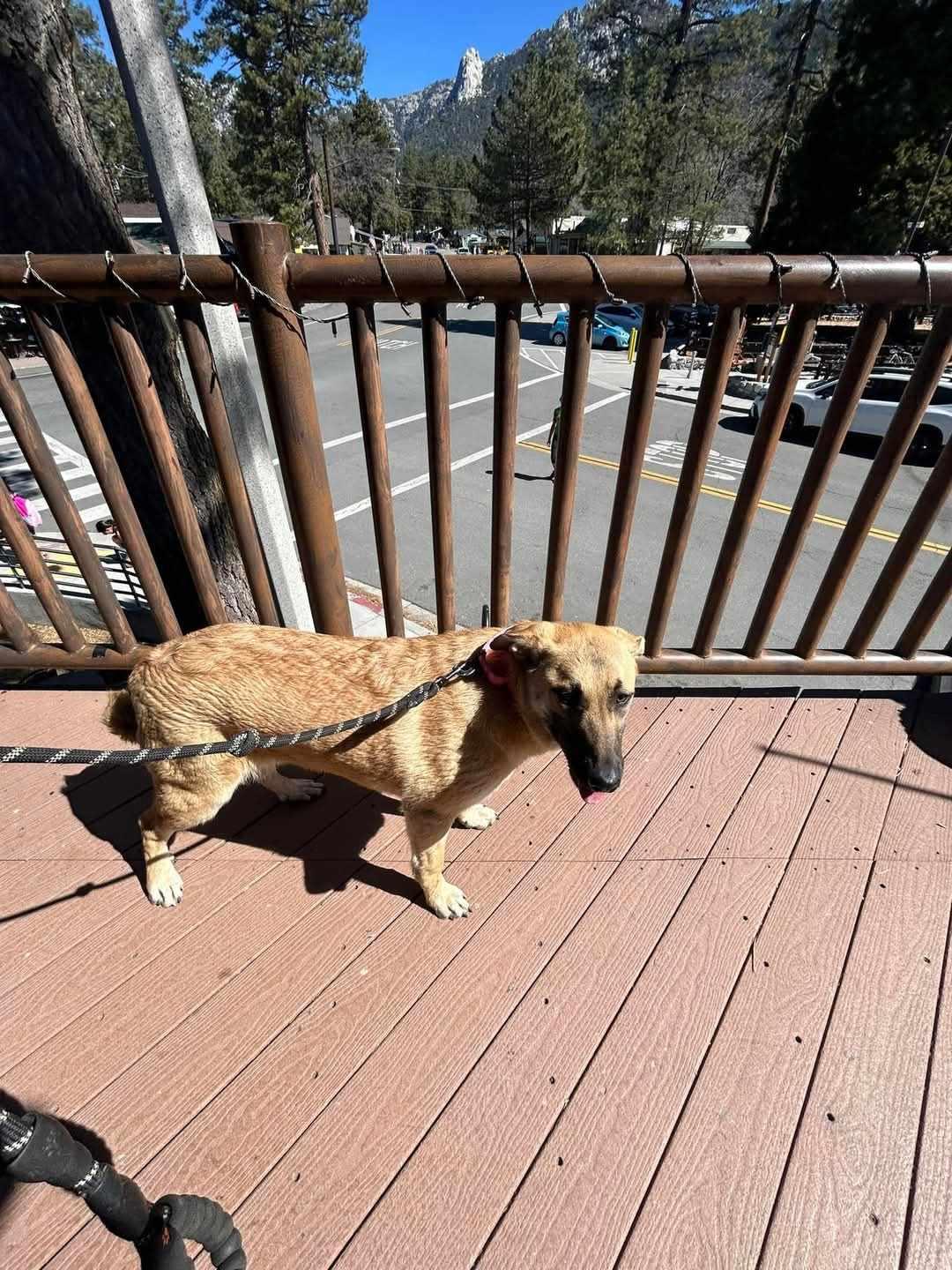 Hibiscus, a Adoptable mixed breed in Temecula, CA image 5/5