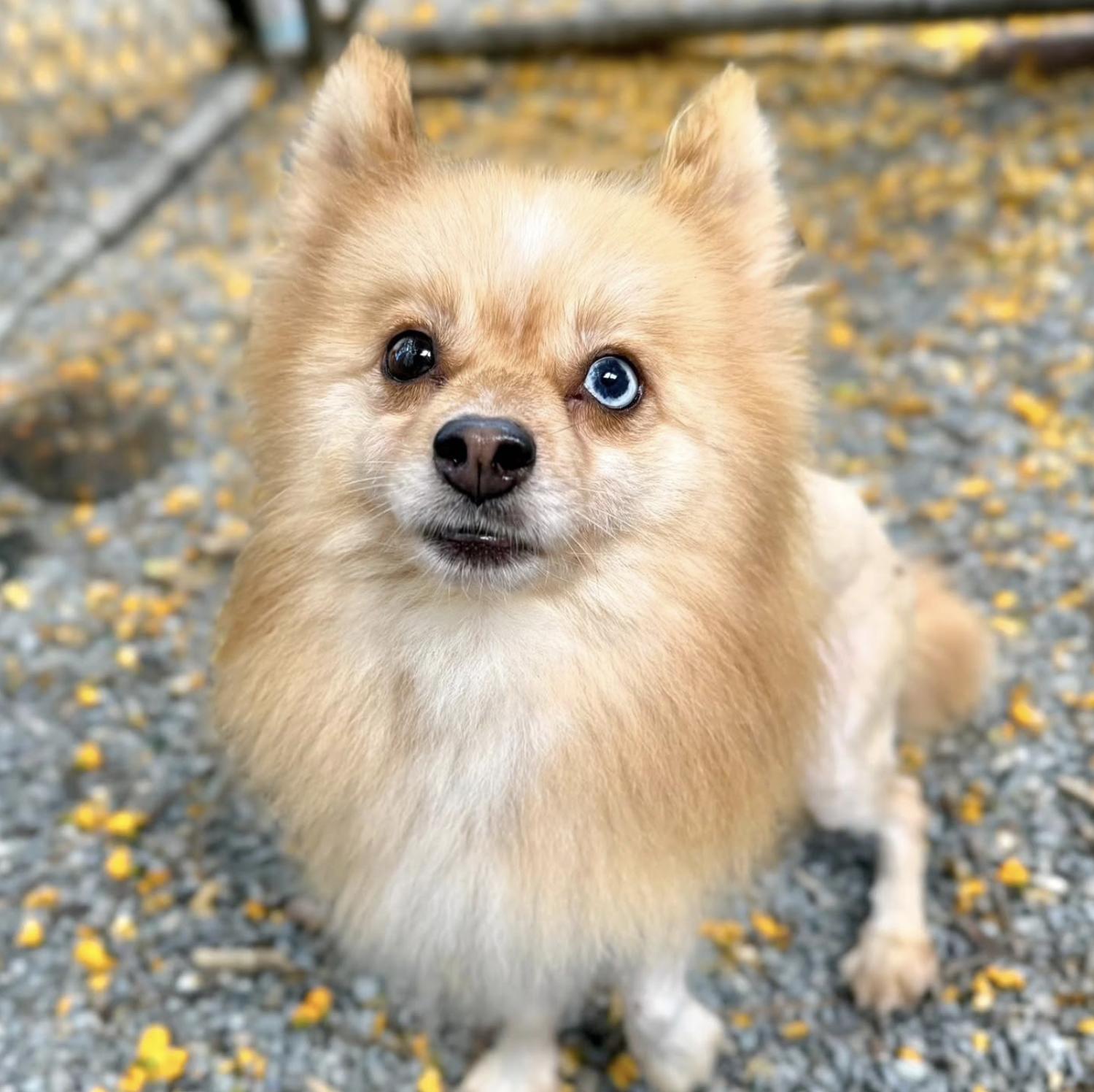 Leo