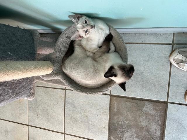 Enlarge Merci ( BLIND), an adopted Siamese in Wytheville, VA image 6/6