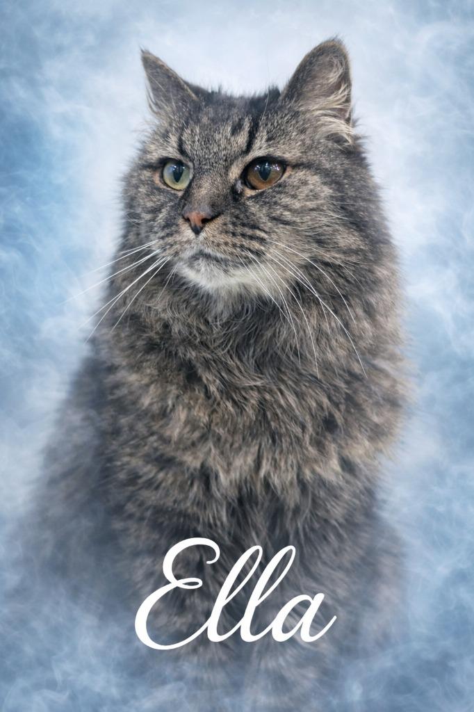 Ella, Adoptable, Senior Female Domestic Long Hair.