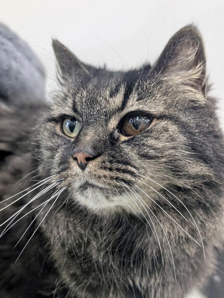 Ella, Adoptable, Senior Female Domestic Long Hair.