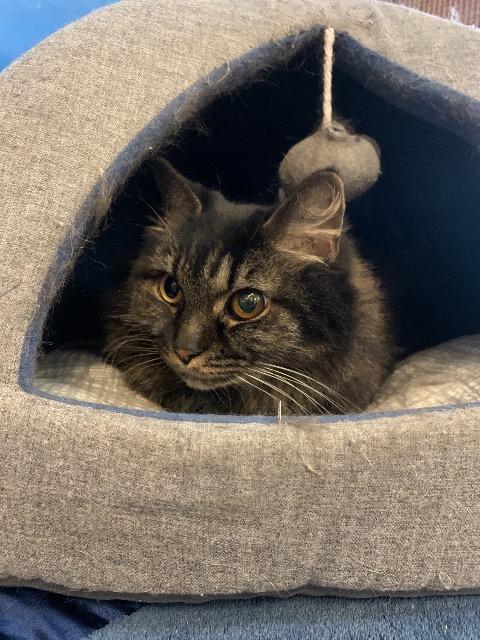 Enlarge Ella, a Adoptable mixed breed in Leonardtown, MD image 2/2