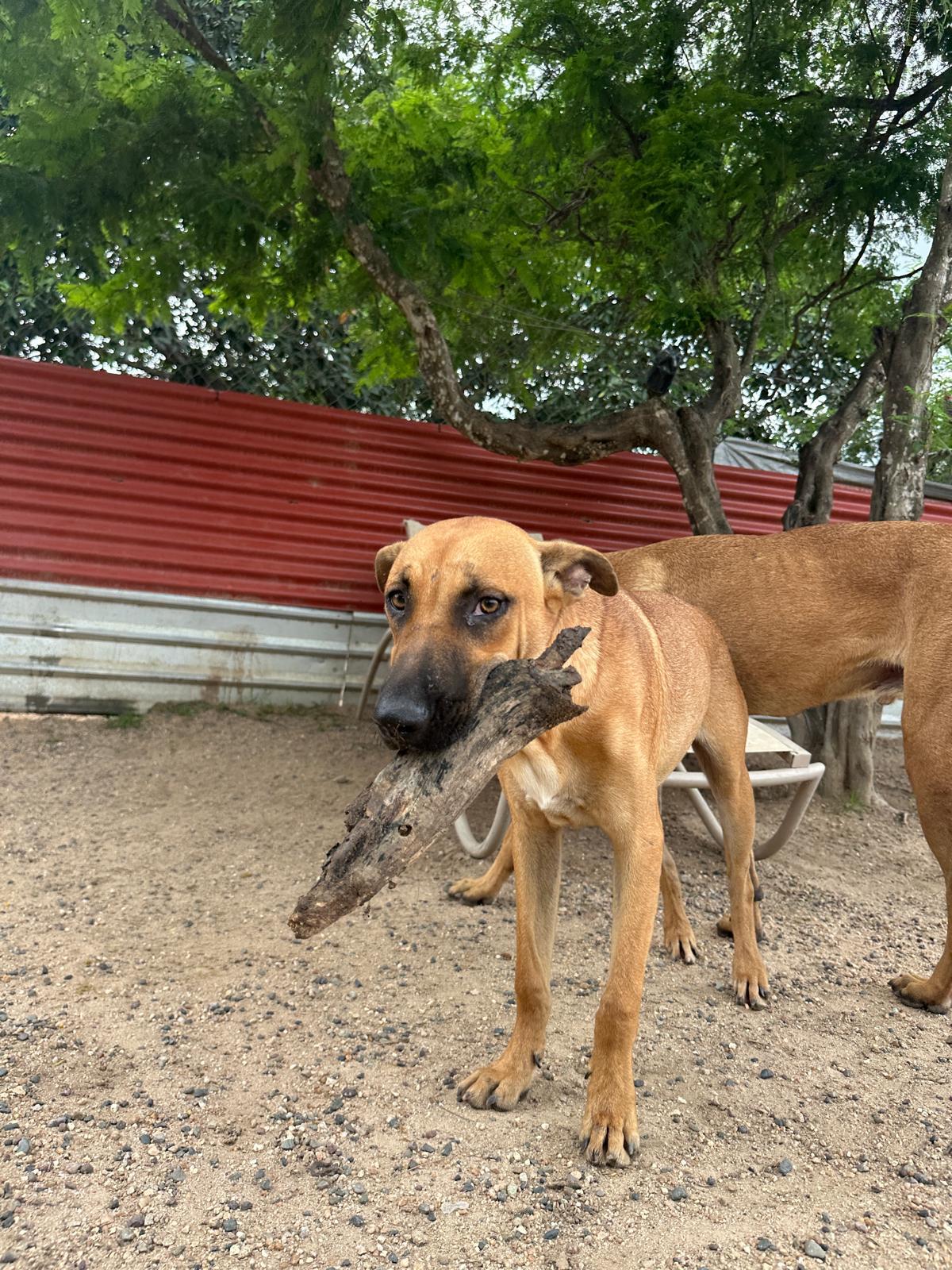 Virgo — thumbnail 3