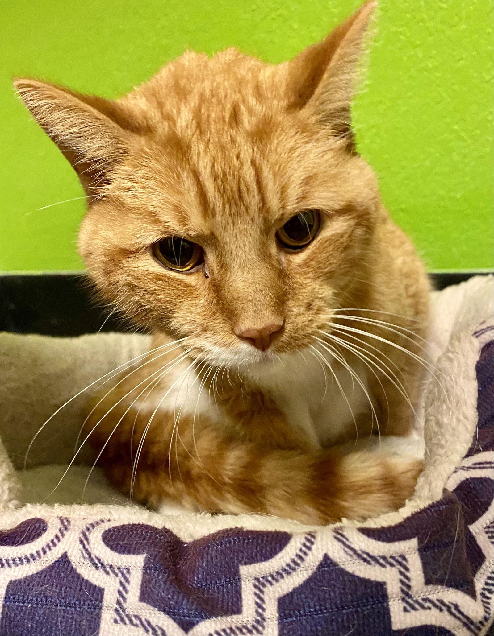 Amari, Adopted, Senior Female Domestic Short Hair & Tabby.