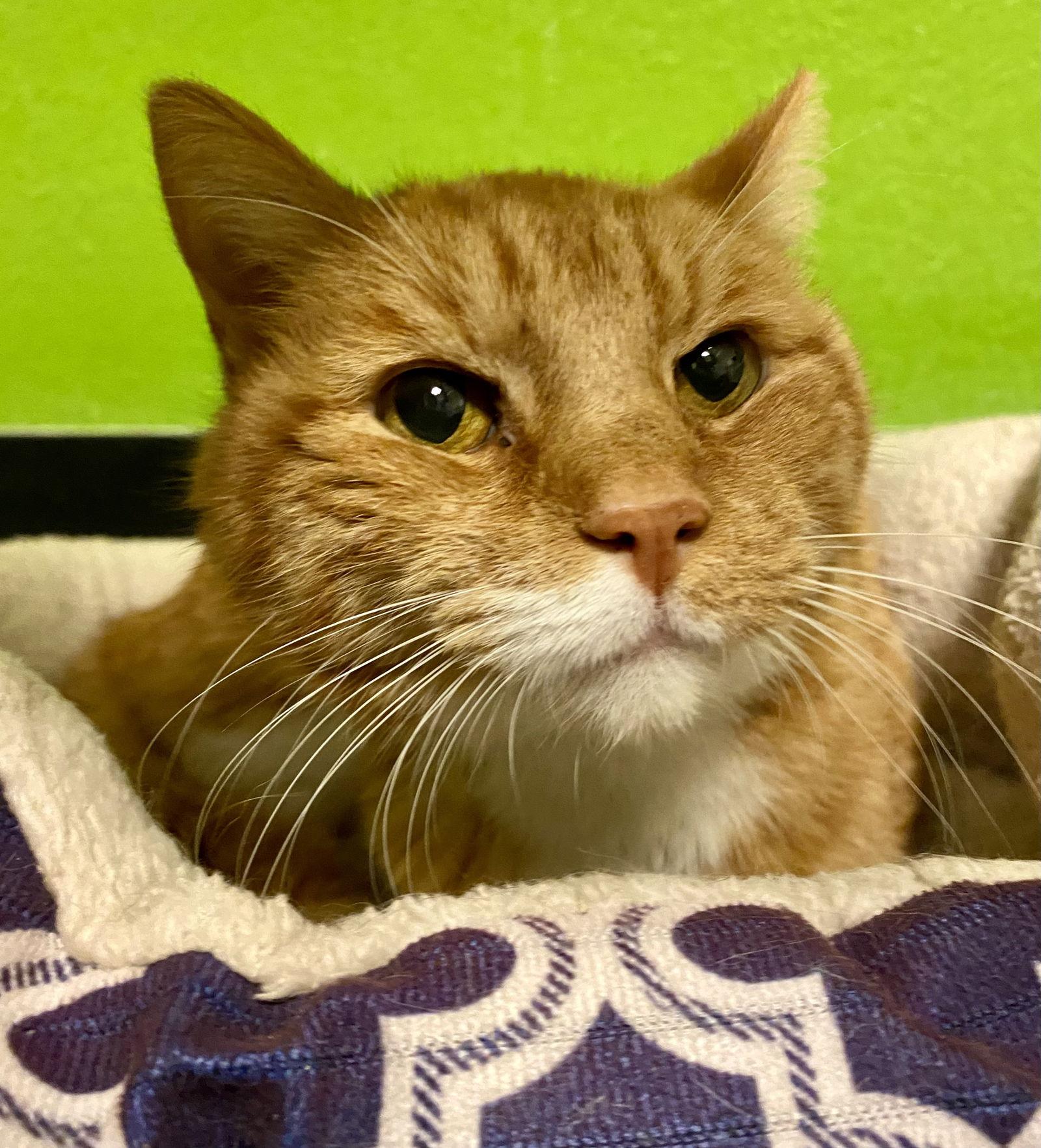 Enlarge Amari, a Adopted mixed breed in Fargo, ND image 2/2