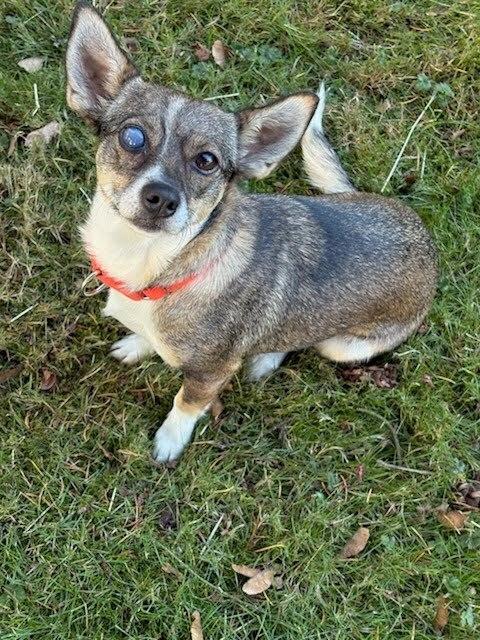 Enlarge Wink, a Adoptable mixed breed in Vancouver, WA image 1/2