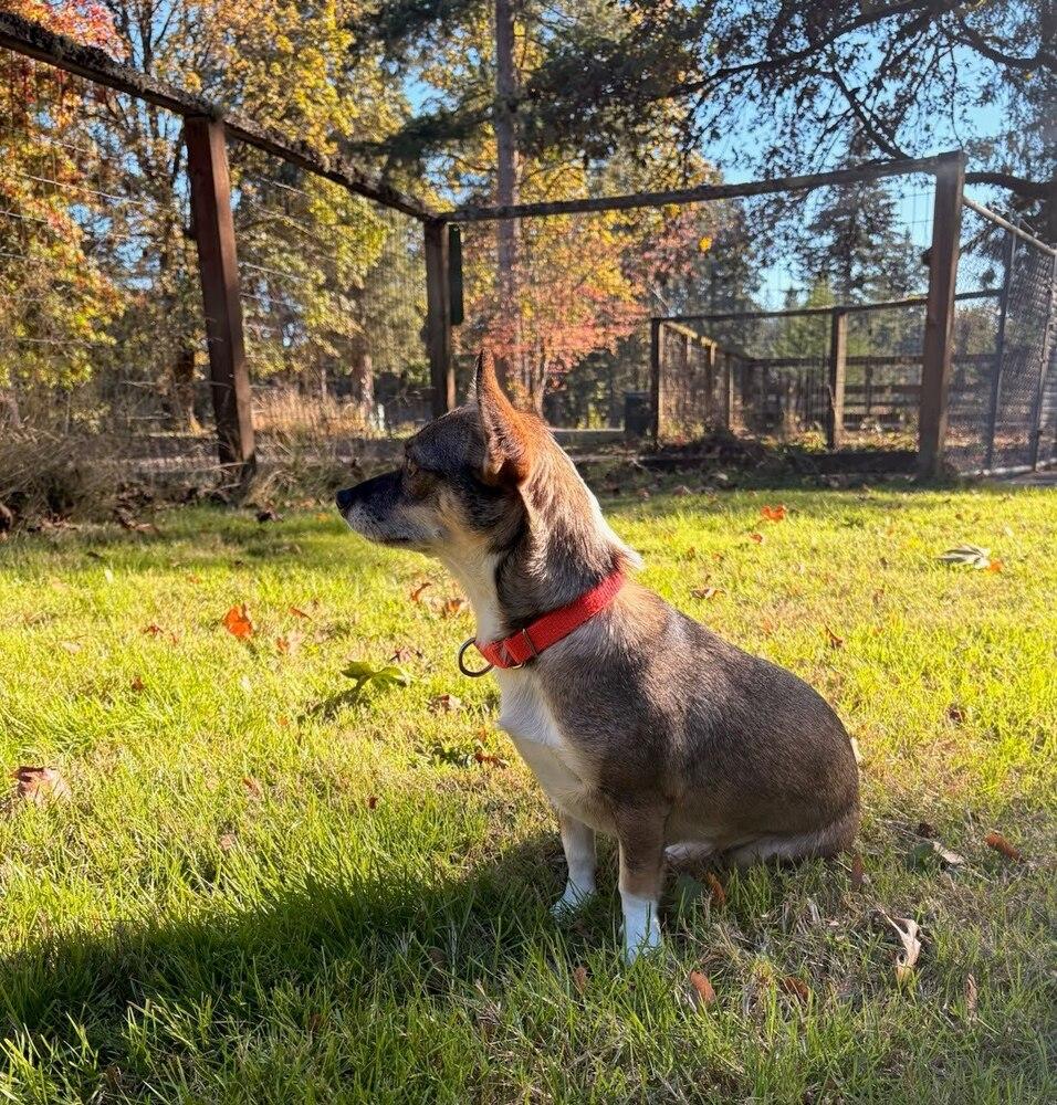 Enlarge Wink, a Adoptable mixed breed in Vancouver, WA image 2/2