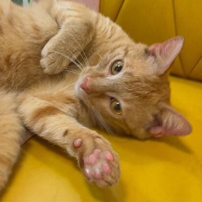 Leo the Lion — thumbnail 4