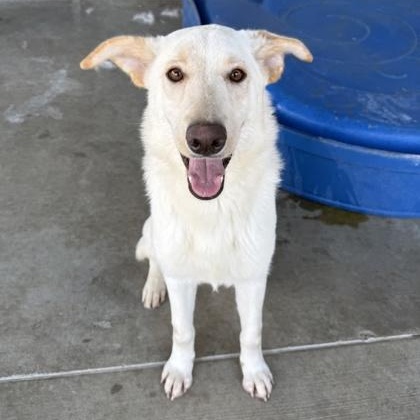 Enlarge Blondie, a Adoptable mixed breed in Springfield, MO image 1/5