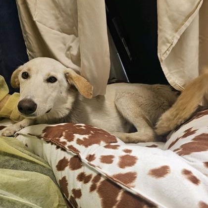 Enlarge Blondie, a Adoptable mixed breed in Springfield, MO image 5/5