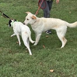 Enlarge Blondie, a Adoptable mixed breed in Springfield, MO image 4/5