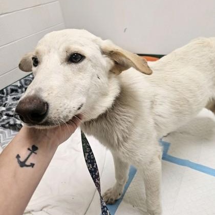 Enlarge Blondie, a Adoptable mixed breed in Springfield, MO image 2/5