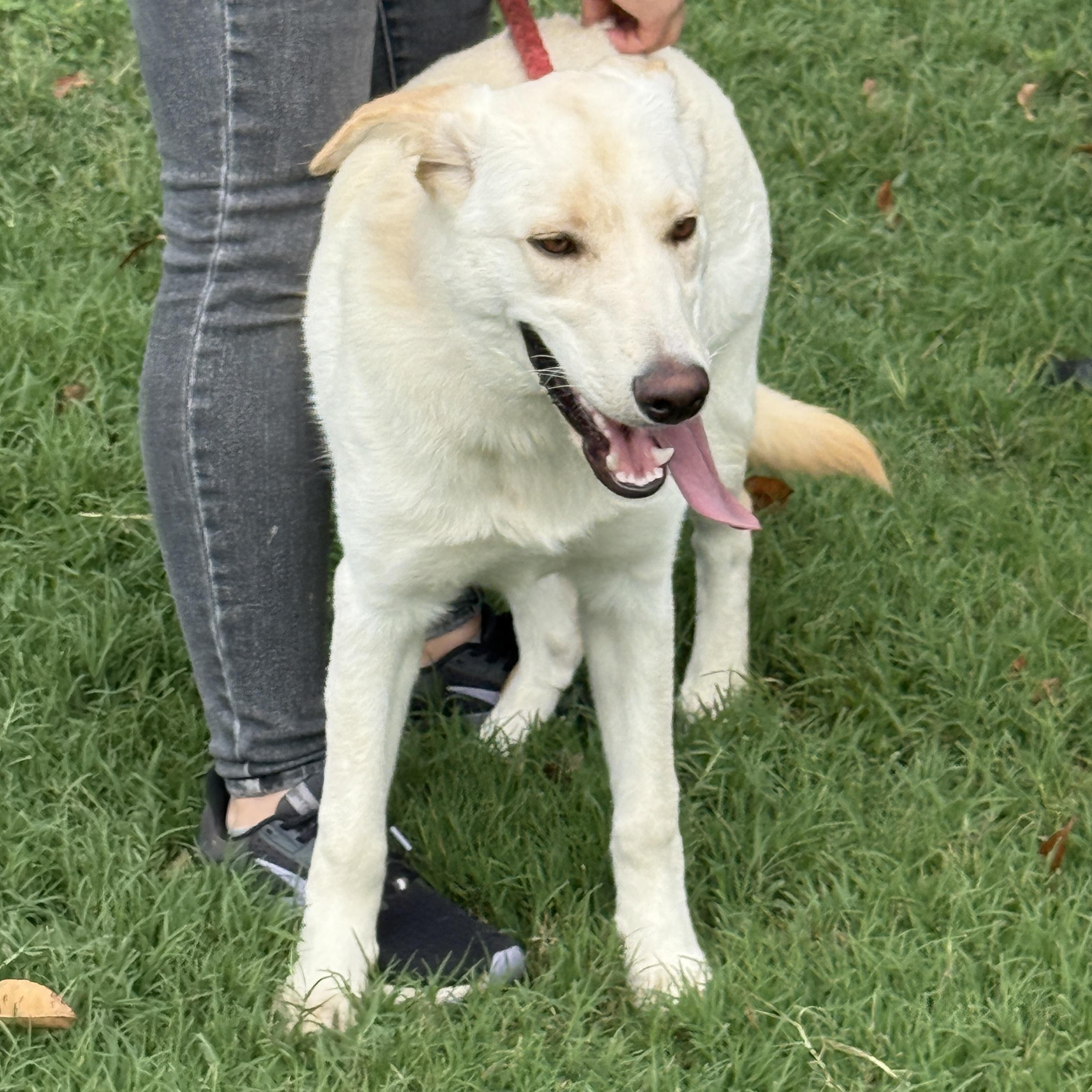 Enlarge Blondie, a Adoptable mixed breed in Springfield, MO image 3/5
