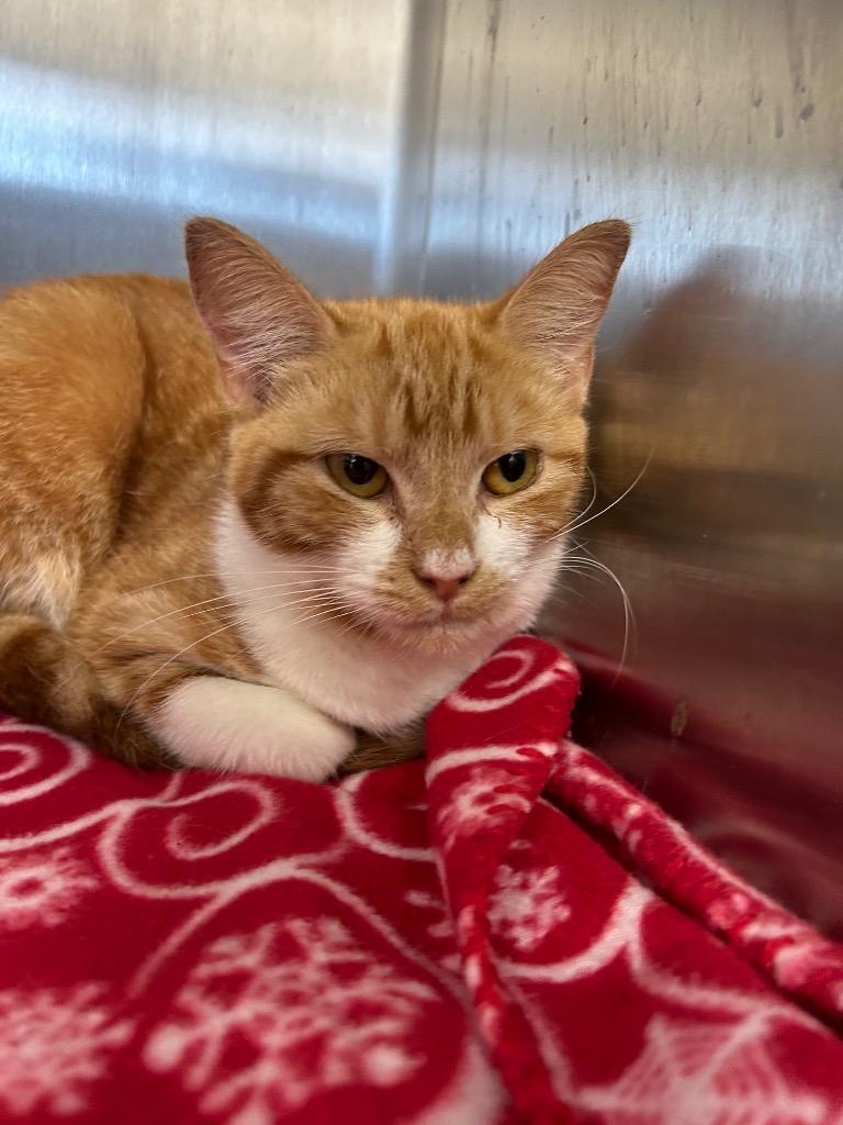 Enlarge Pumpkin Patch, a Adoptable mixed breed in Hartsville, SC image 1/1