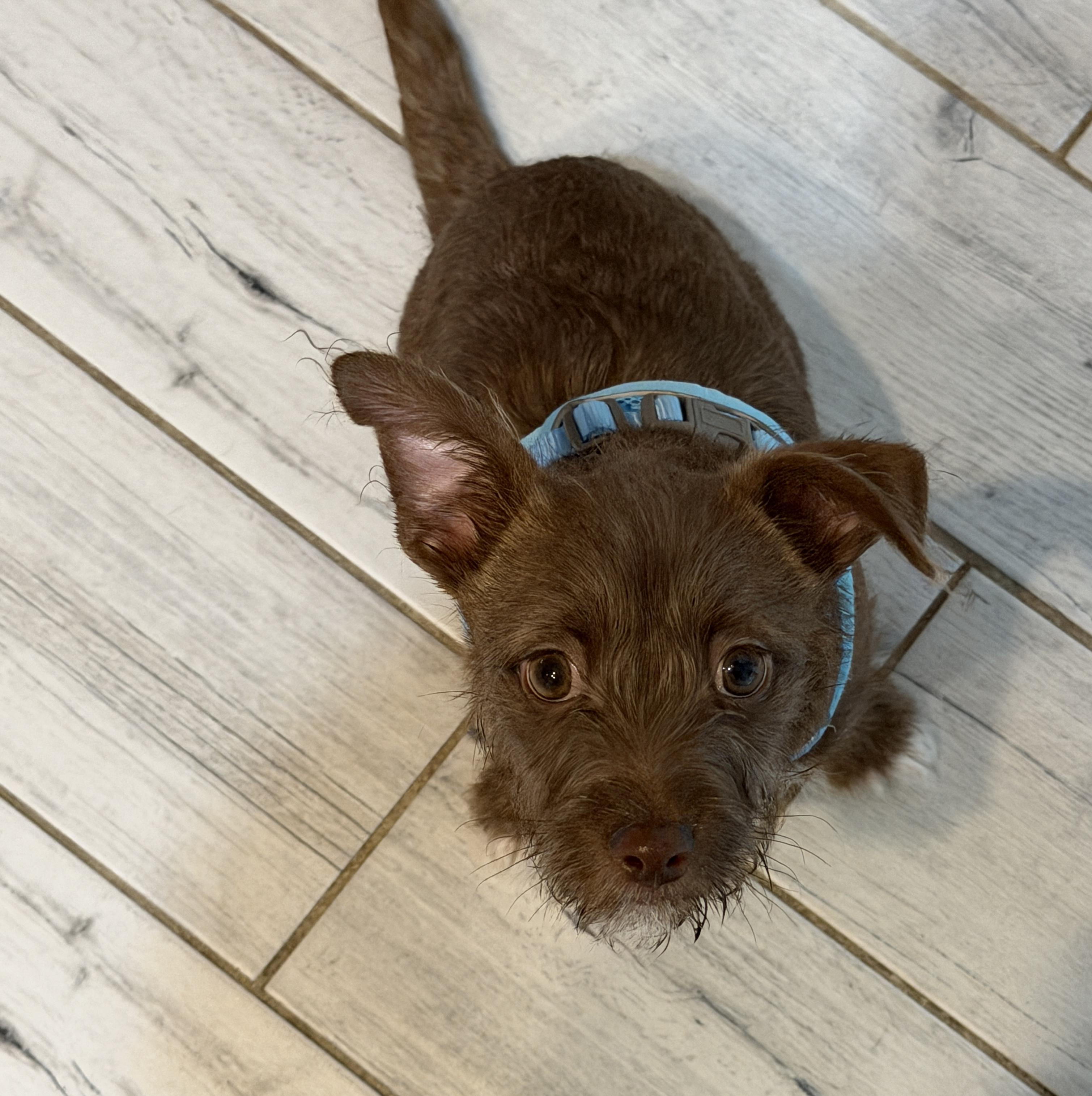 Enlarge Wally, an adoption pending mixed breed in LEHIGH ACRES, FL image 1/6