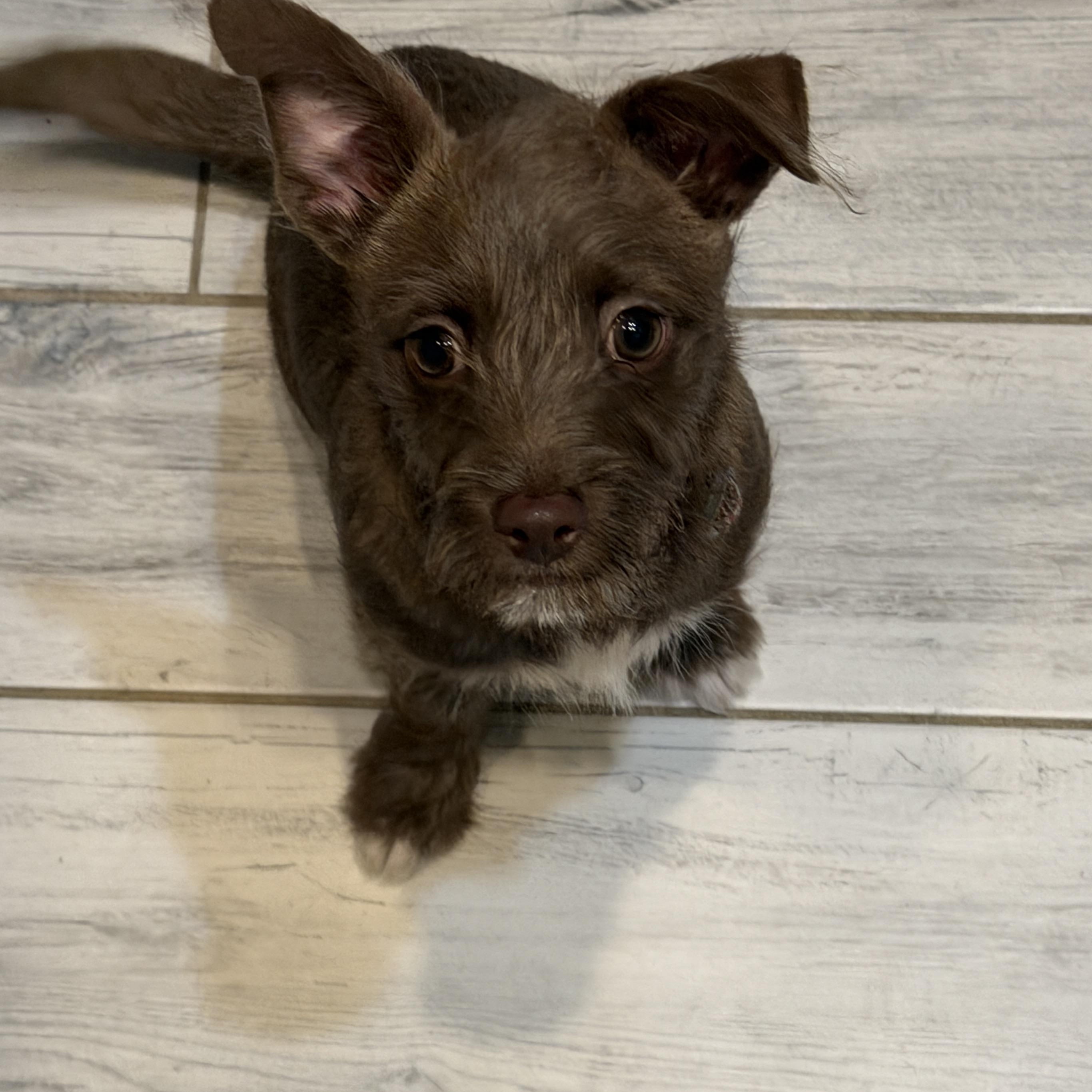 Enlarge Wally, an adoption pending mixed breed in LEHIGH ACRES, FL image 2/6