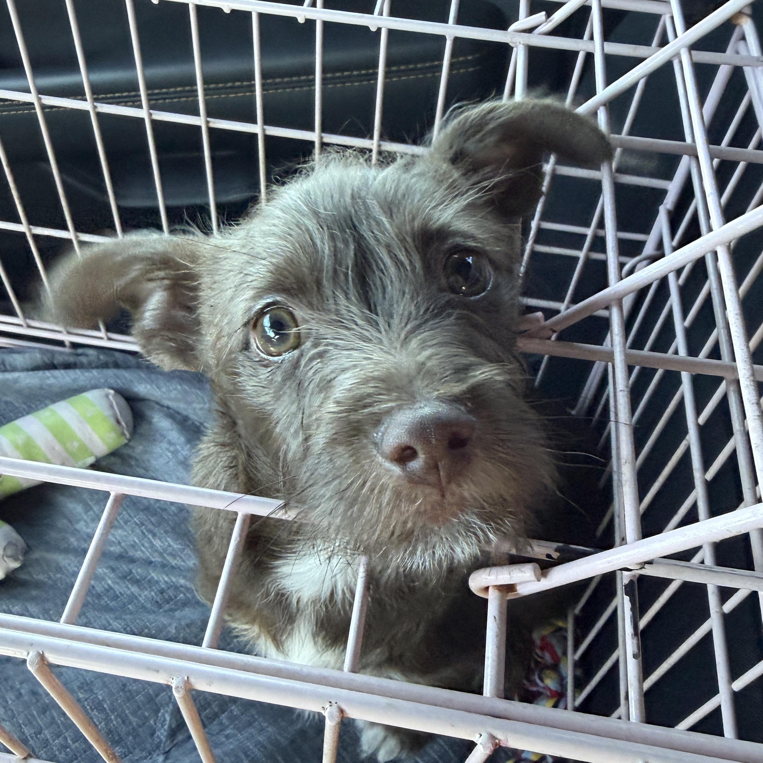 Enlarge Wally, an adoption pending mixed breed in LEHIGH ACRES, FL image 3/6