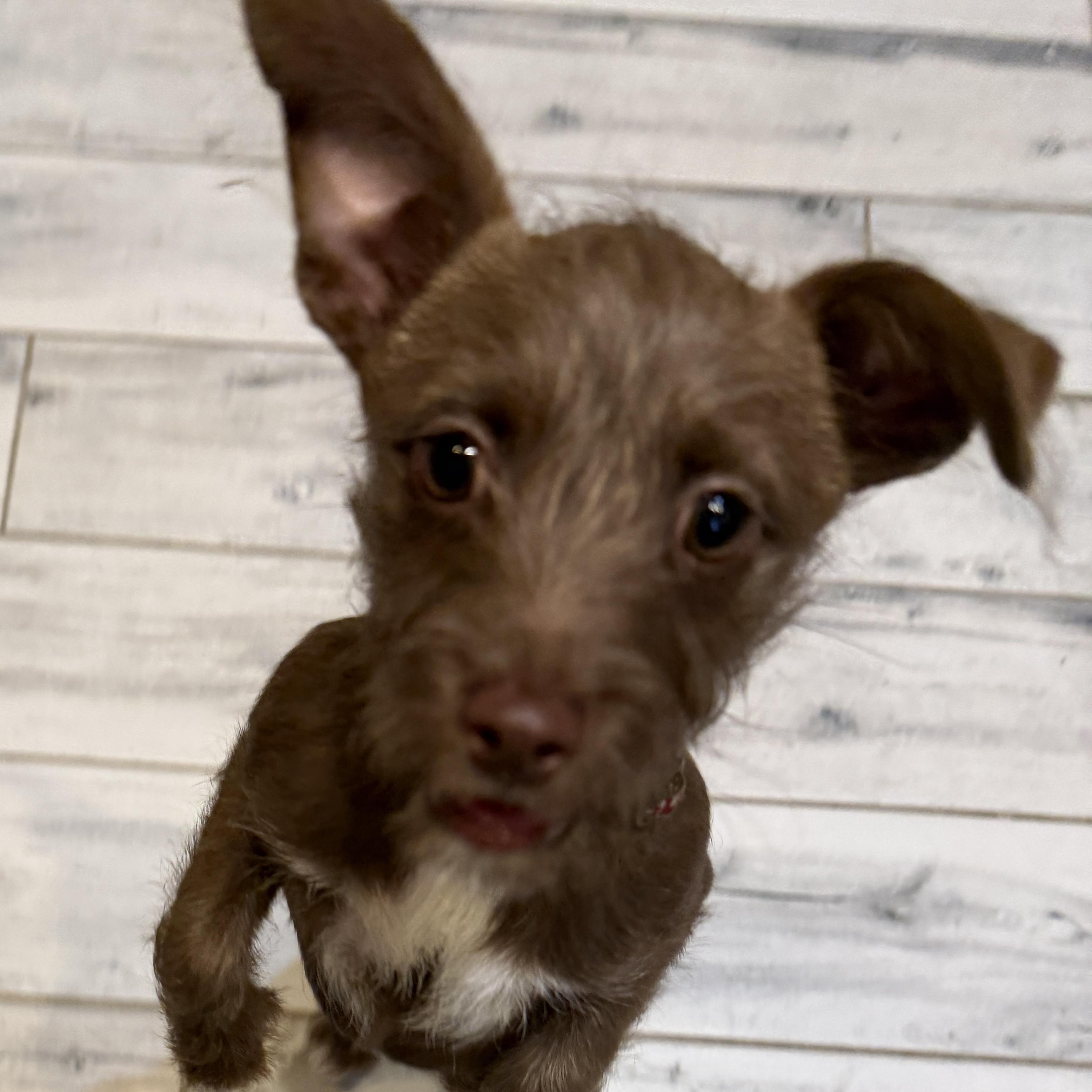 Enlarge Wally, an adoption pending mixed breed in LEHIGH ACRES, FL image 4/6