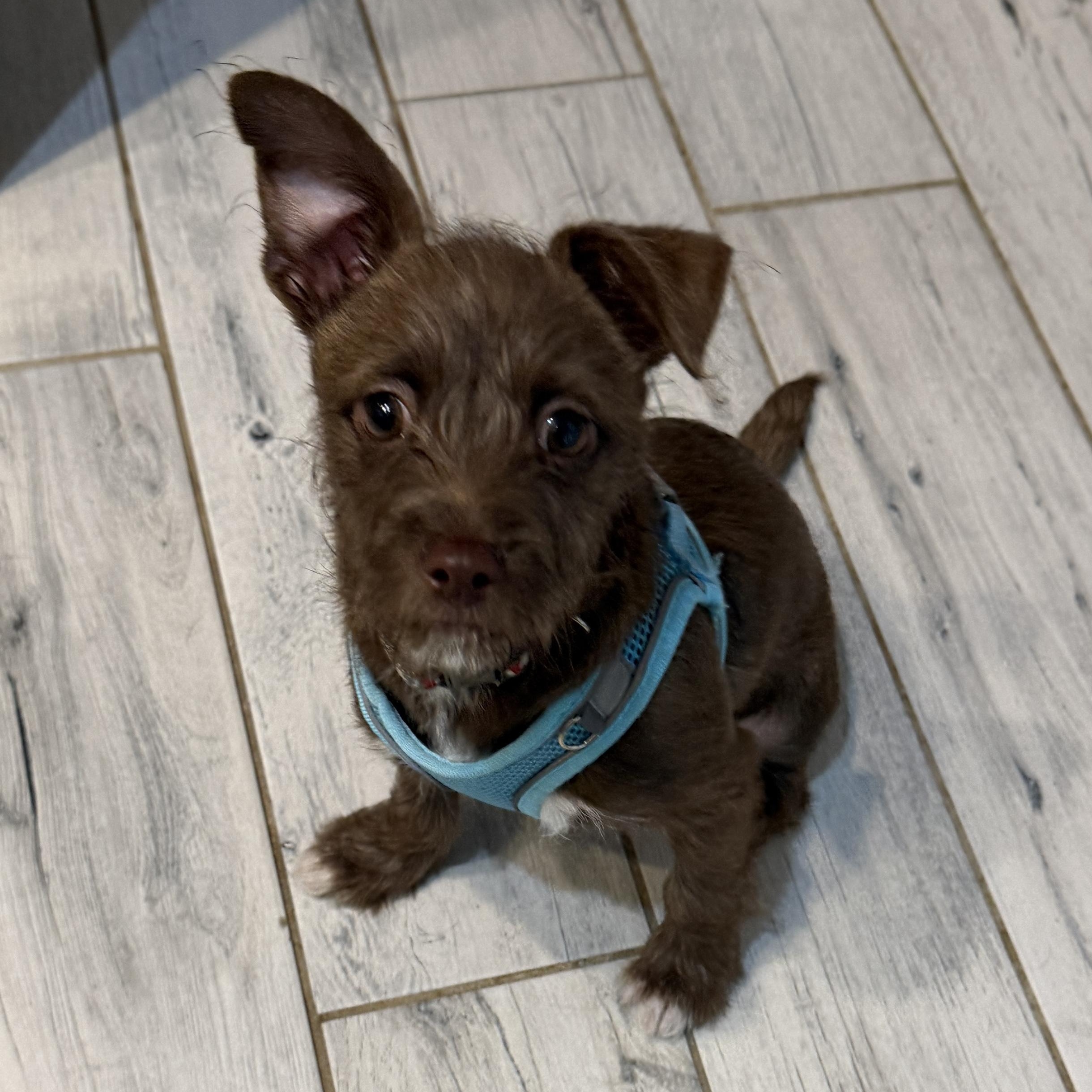 Enlarge Wally, an adoption pending mixed breed in LEHIGH ACRES, FL image 5/6