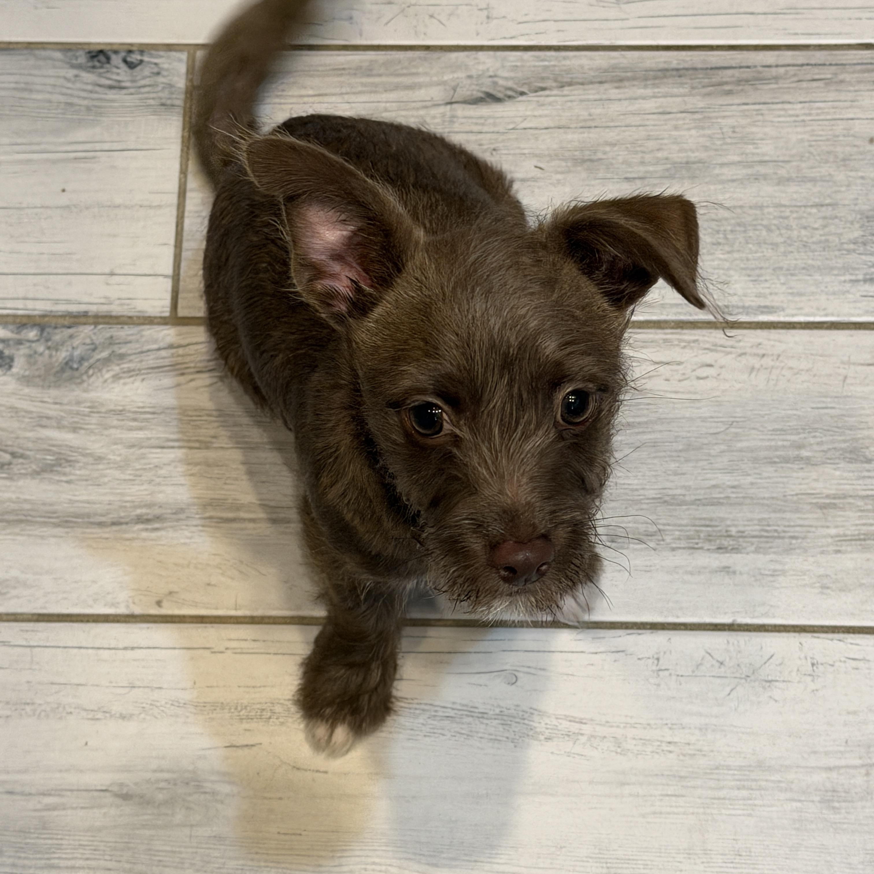 Enlarge Wally, an adoption pending mixed breed in LEHIGH ACRES, FL image 6/6