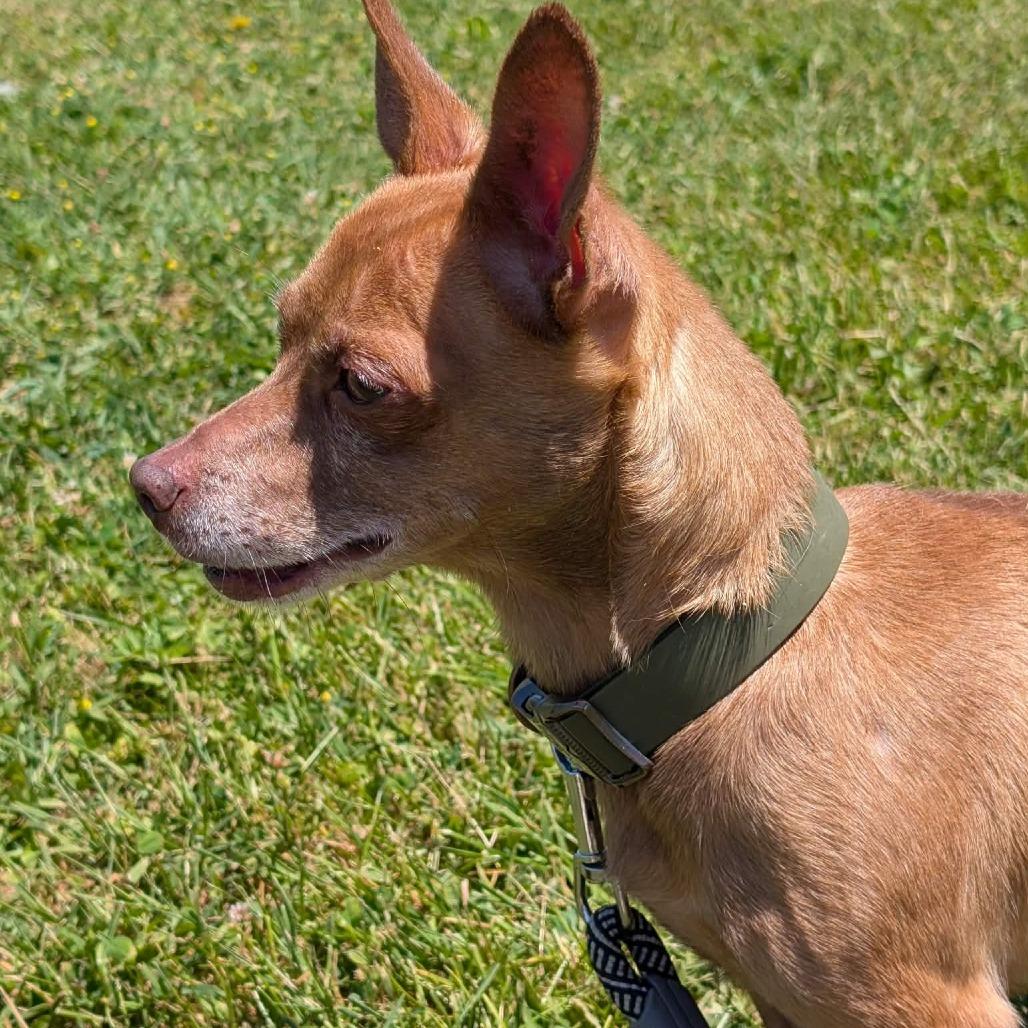Rocco, Adoptable, Adult Male Chihuahua & Terrier.