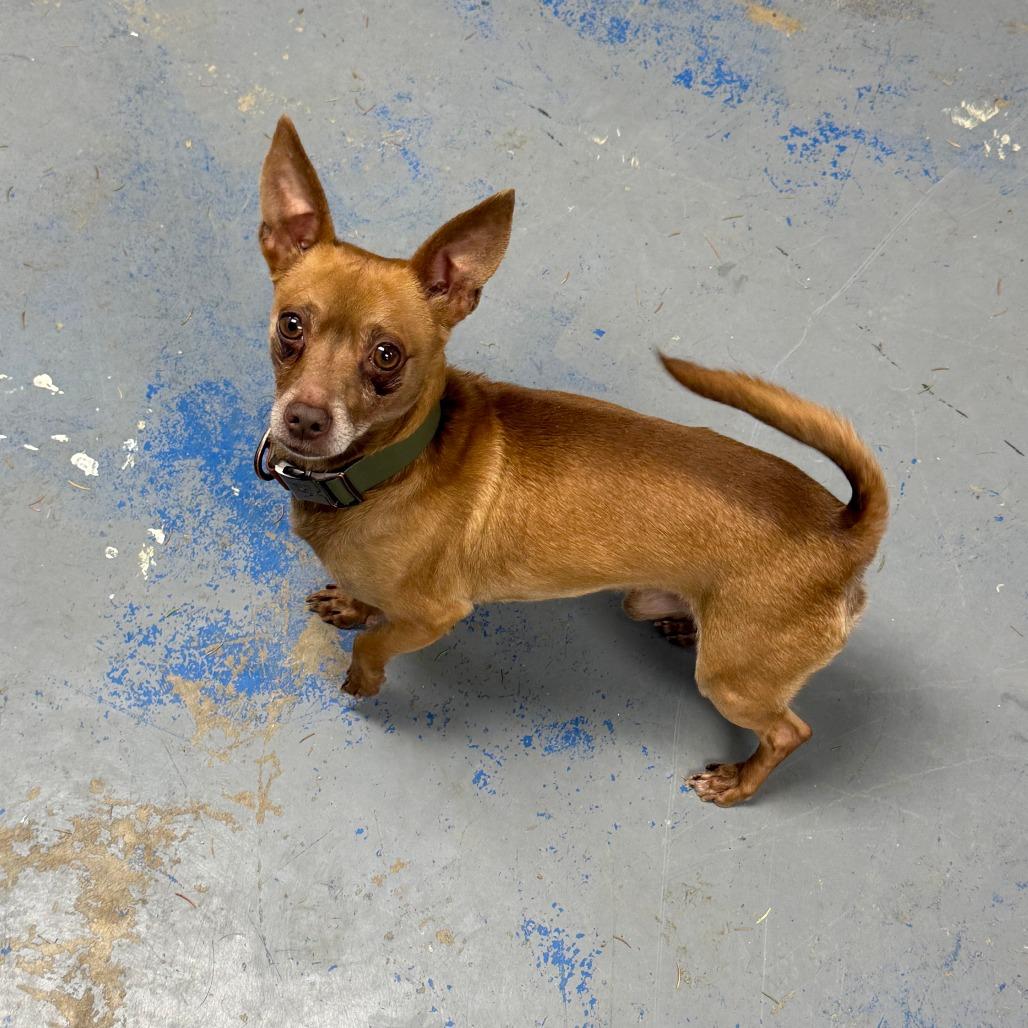 Rocco, a Adoptable mixed breed in Franklin, PA image 3/4