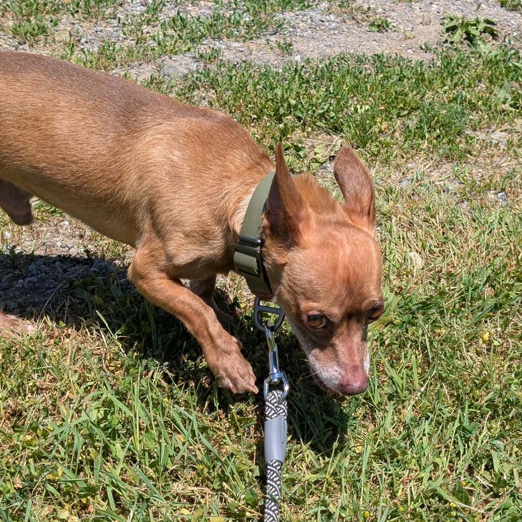 Rocco, a Adoptable mixed breed in Franklin, PA image 4/4
