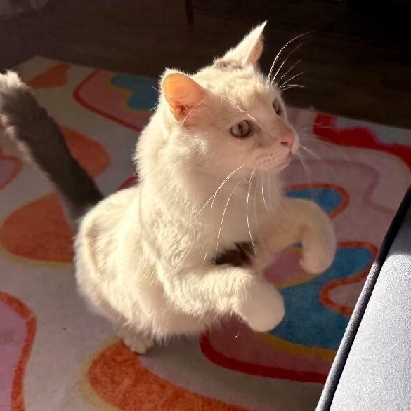 Yeti — thumbnail 3