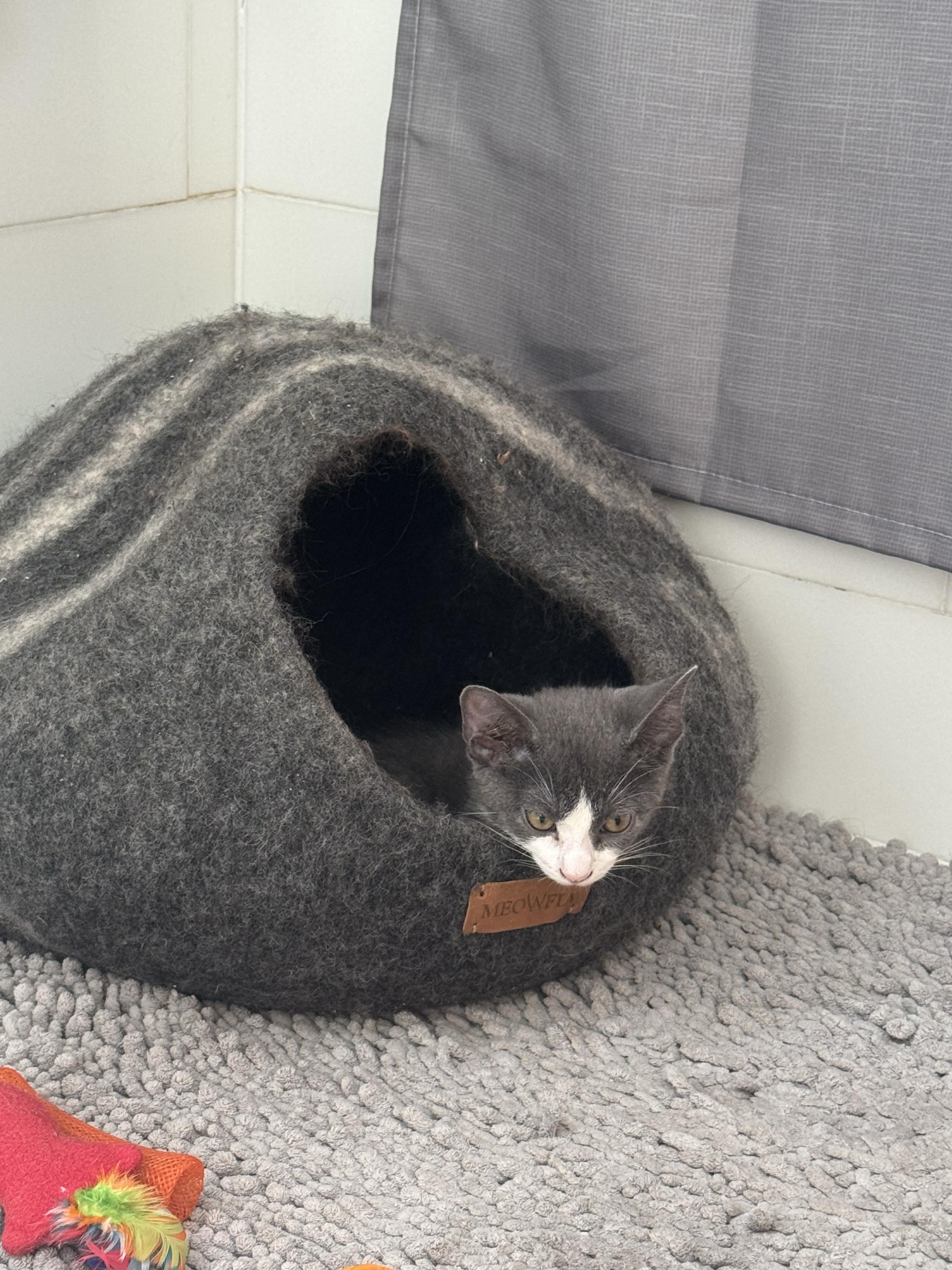Enlarge Coco (Bonded with Big Foe), a ADOPTABLE Domestic Short Hair in Long Island City, NY image 2/6