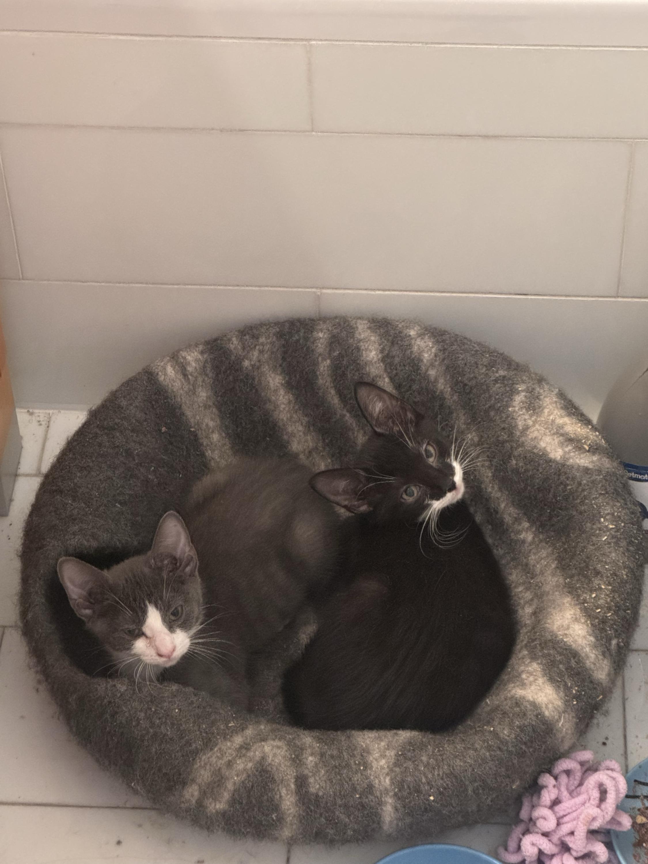 Enlarge Coco (Bonded with Big Foe), a ADOPTABLE Domestic Short Hair in Long Island City, NY image 6/6