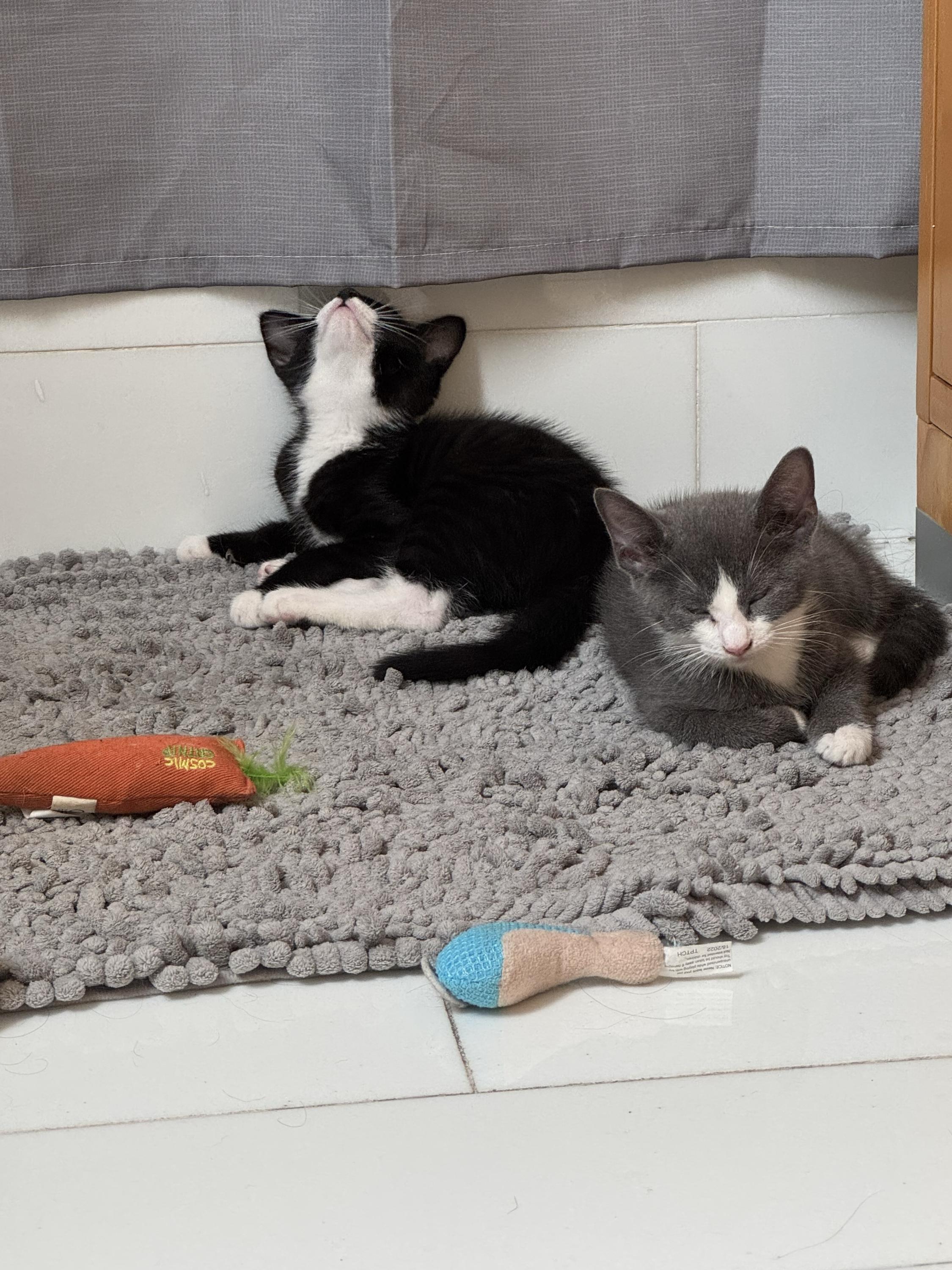 Enlarge Coco (Bonded with Big Foe), a ADOPTABLE Domestic Short Hair in Long Island City, NY image 5/6