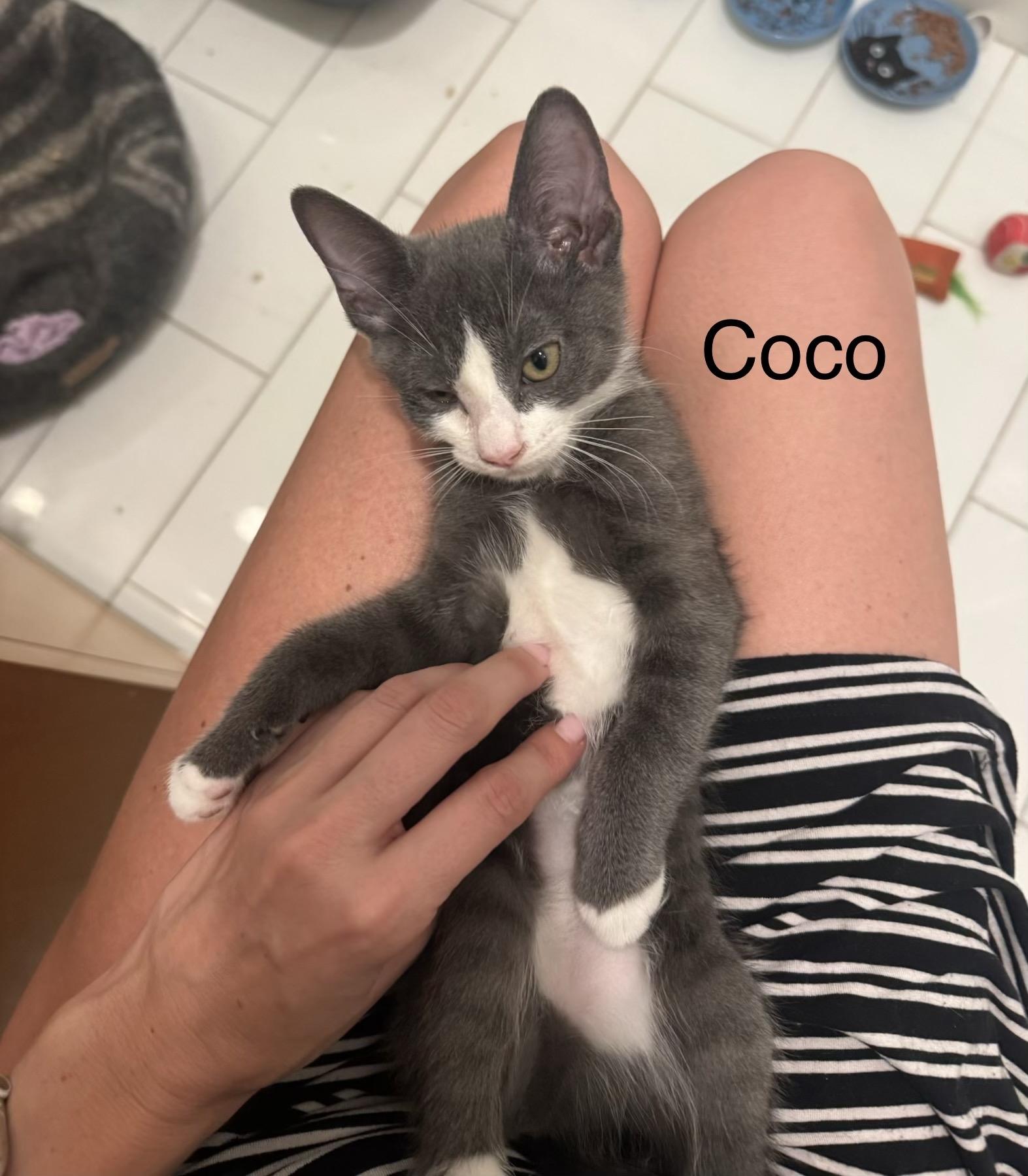 Enlarge Coco (Bonded with Big Foe), a ADOPTABLE Domestic Short Hair in Long Island City, NY image 1/6