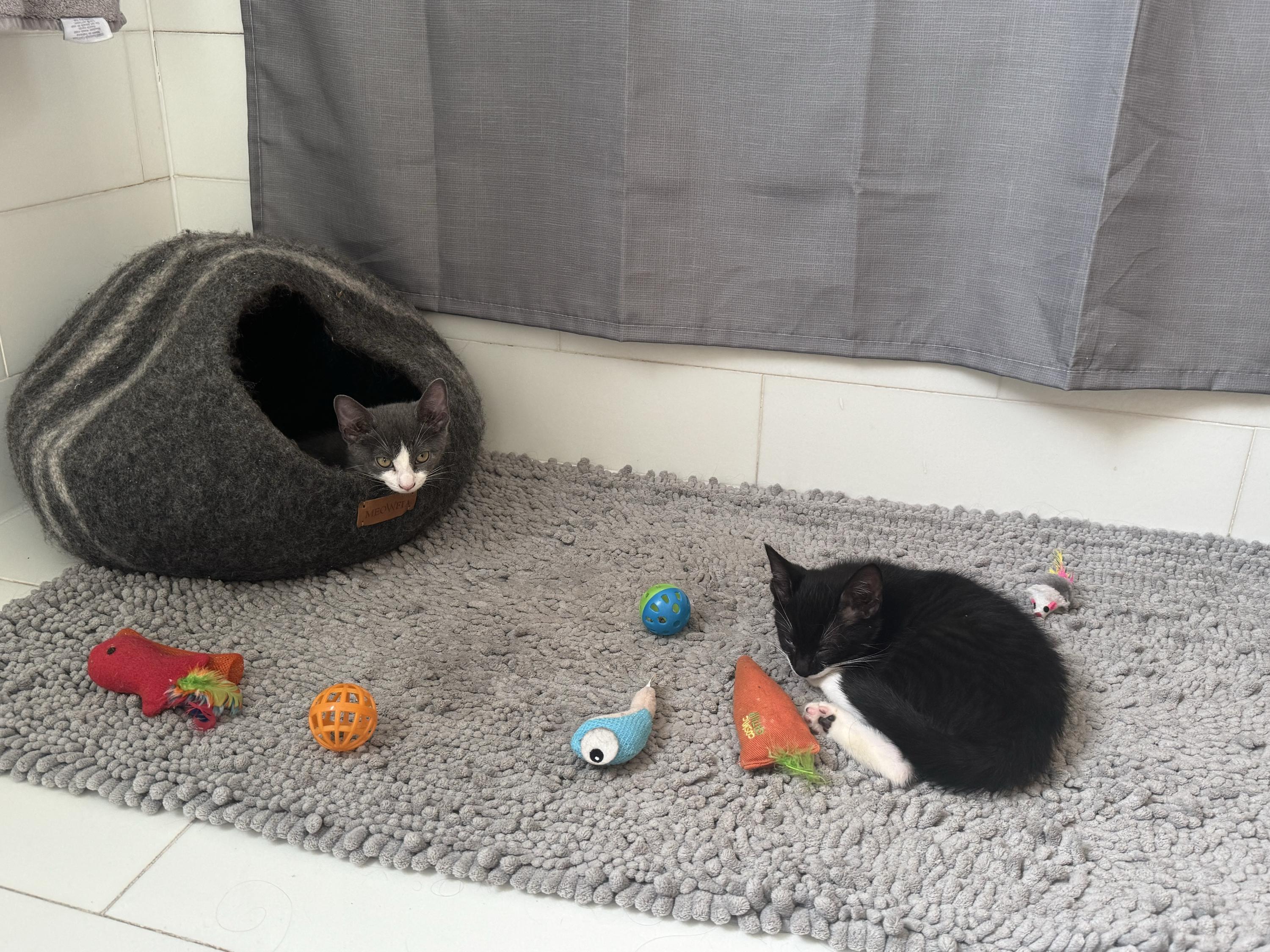 Enlarge Coco (Bonded with Big Foe), a ADOPTABLE Domestic Short Hair in Long Island City, NY image 4/6