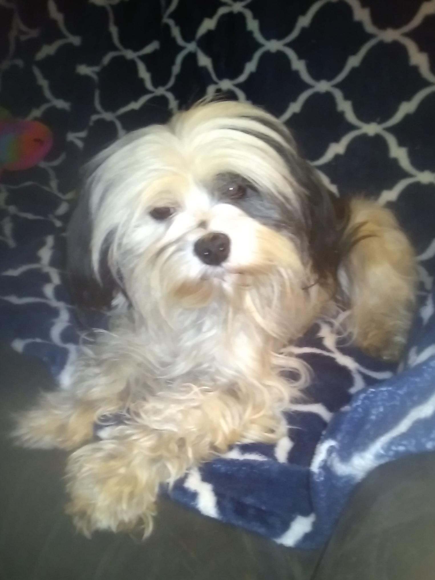 Princess, a ADOPTABLE Shih Tzu in Monroe, NC image 1/2