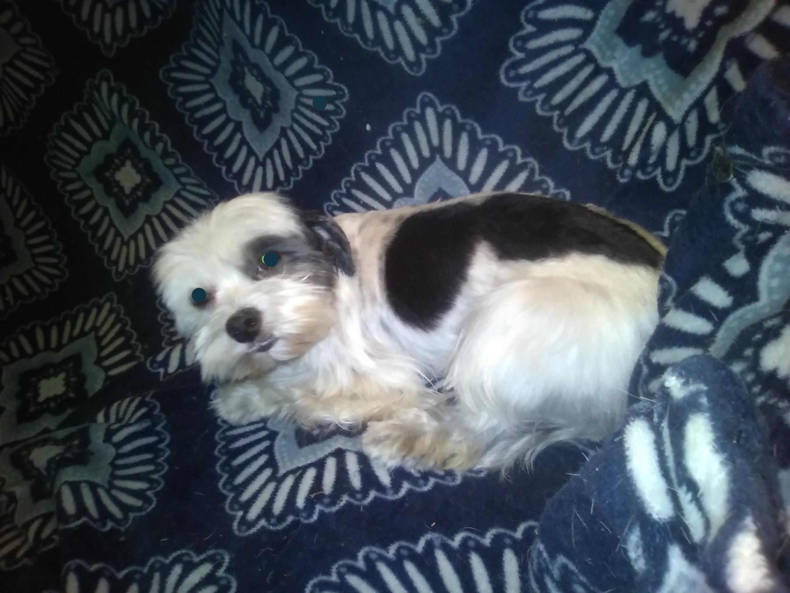 Princess, a ADOPTABLE Shih Tzu in Monroe, NC image 2/2