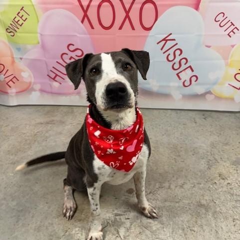 Henry, a ADOPTABLE mixed breed in Williston, VT image 1/6