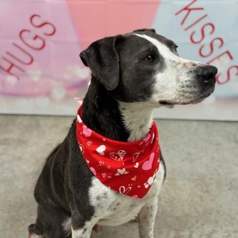 Henry, a ADOPTABLE mixed breed in Williston, VT image 6/6