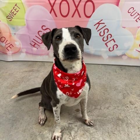 Henry, a ADOPTABLE mixed breed in Williston, VT image 5/6