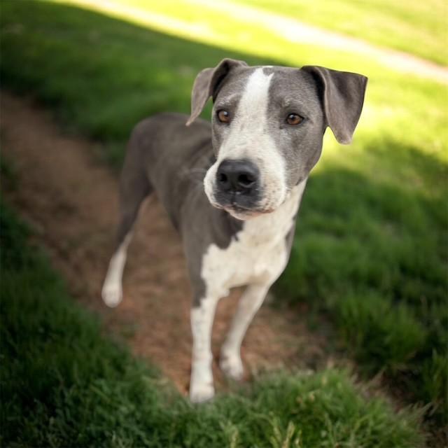 Henry, a ADOPTABLE mixed breed in Williston, VT image 3/6