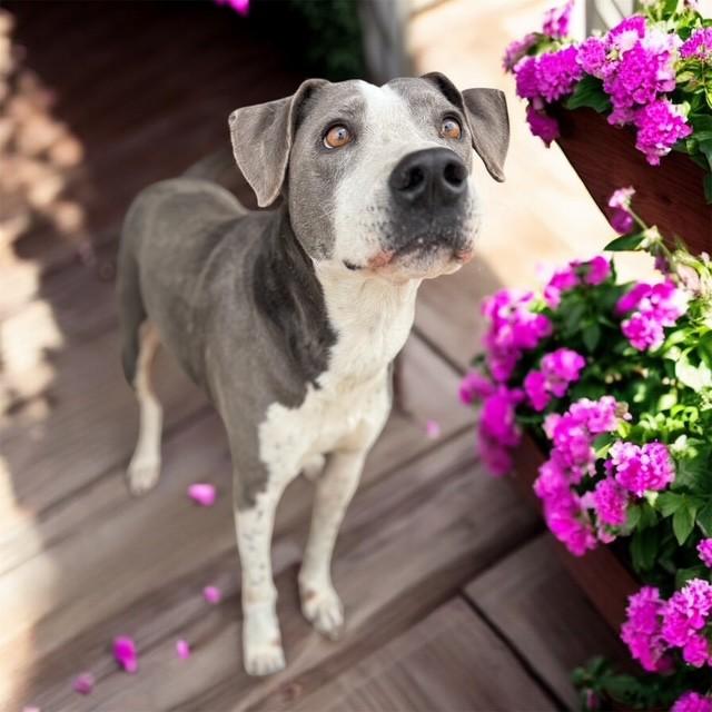 Henry, a ADOPTABLE mixed breed in Williston, VT image 2/6