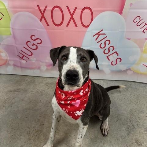 Henry, a ADOPTABLE mixed breed in Williston, VT image 4/6