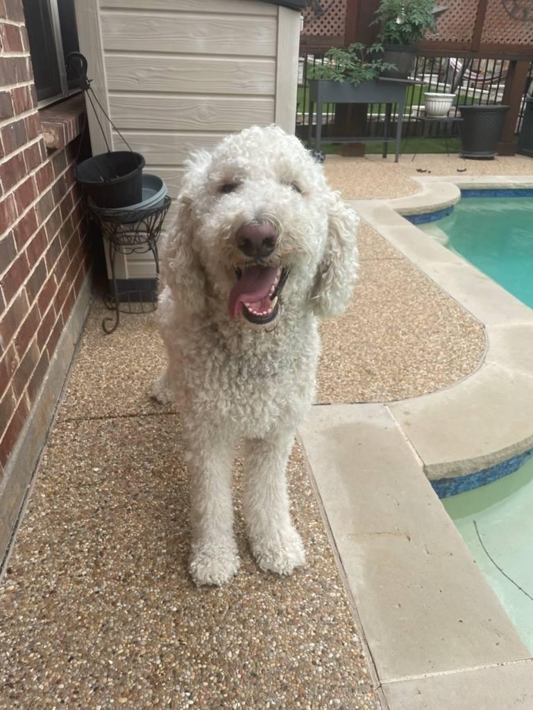 Enlarge Jericho, a ADOPTABLE Labradoodle in Colleyville, TX image 3/4