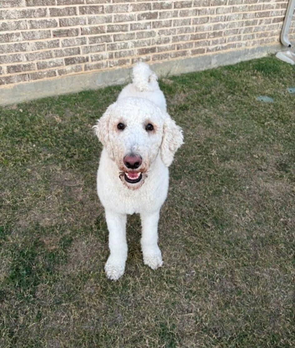 Enlarge Jericho, a ADOPTABLE Labradoodle in Colleyville, TX image 4/4