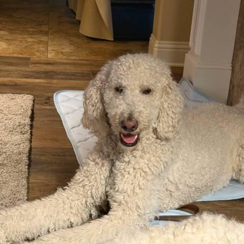 Enlarge Jericho, a ADOPTABLE Labradoodle in Colleyville, TX image 2/4