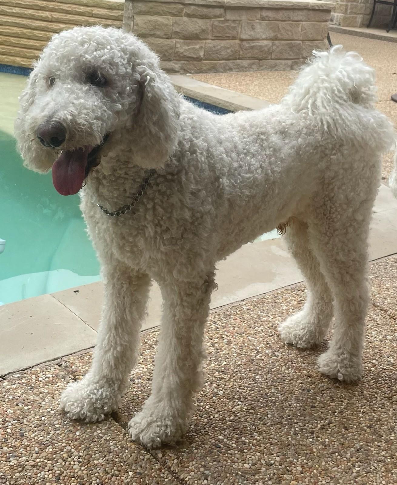 Enlarge Jericho, a ADOPTABLE Labradoodle in Colleyville, TX image 1/4