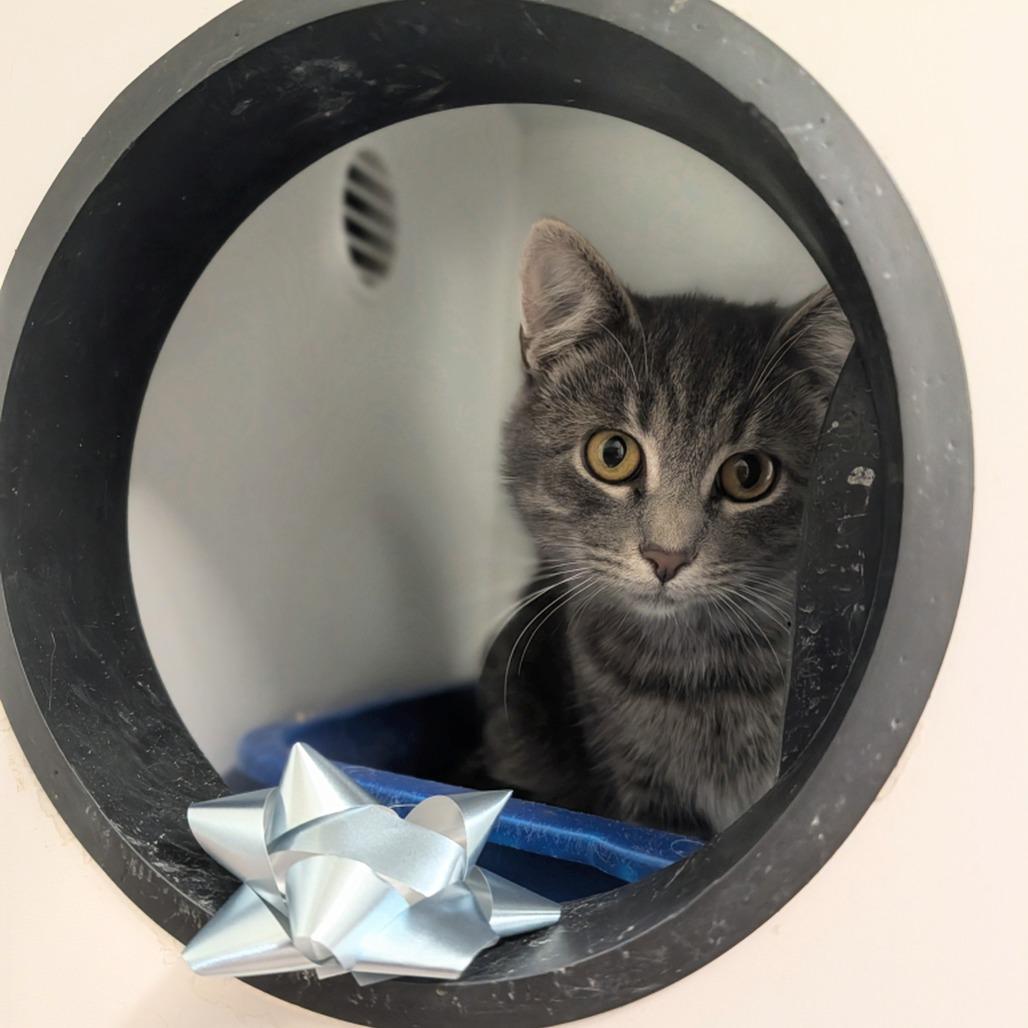 Enlarge Fettuccine, a Adoptable Domestic Short Hair in Jasper, IN image 1/1