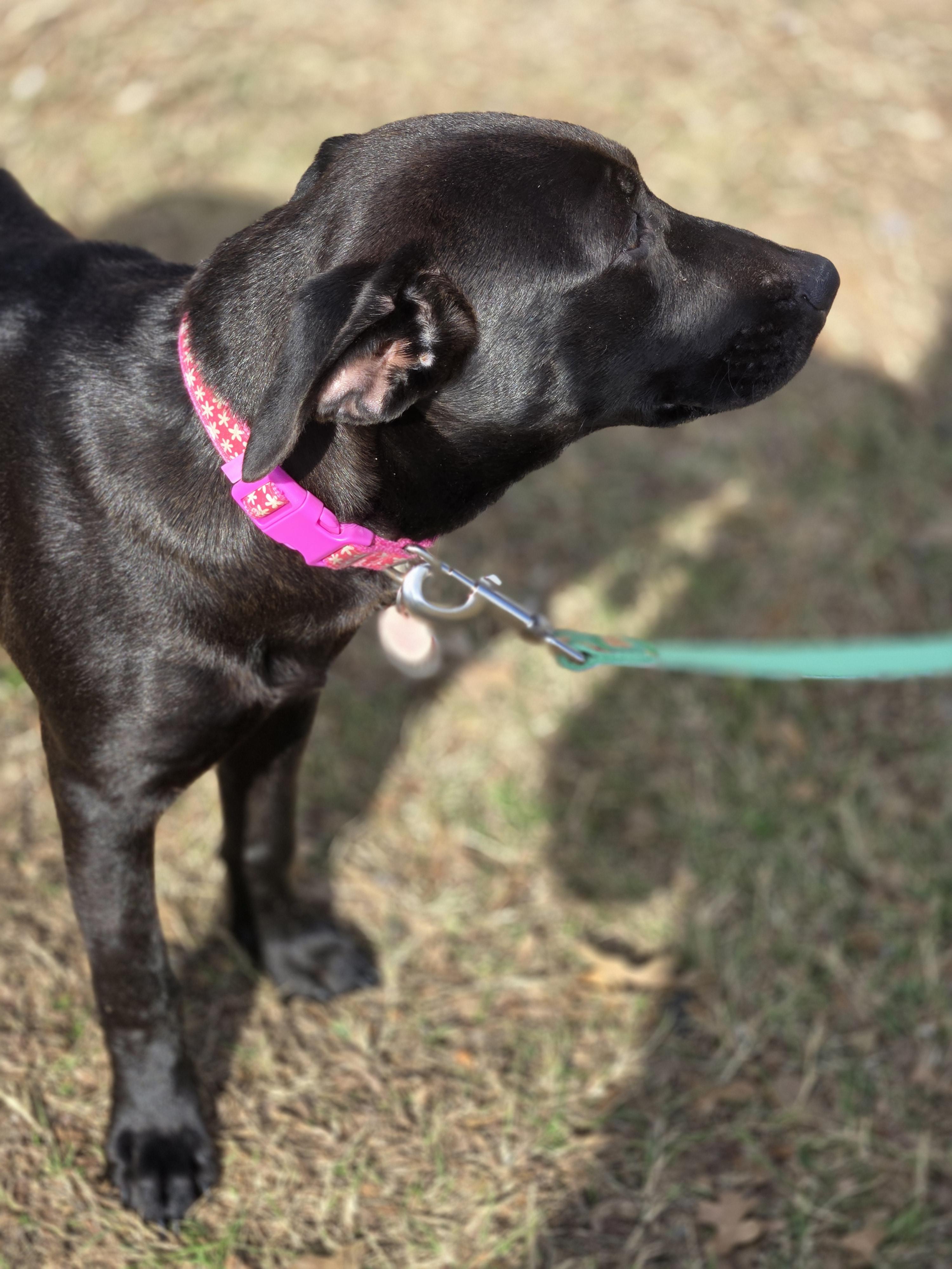 Enlarge Sheena, a ADOPTABLE mixed breed in Irving, TX image 3/5