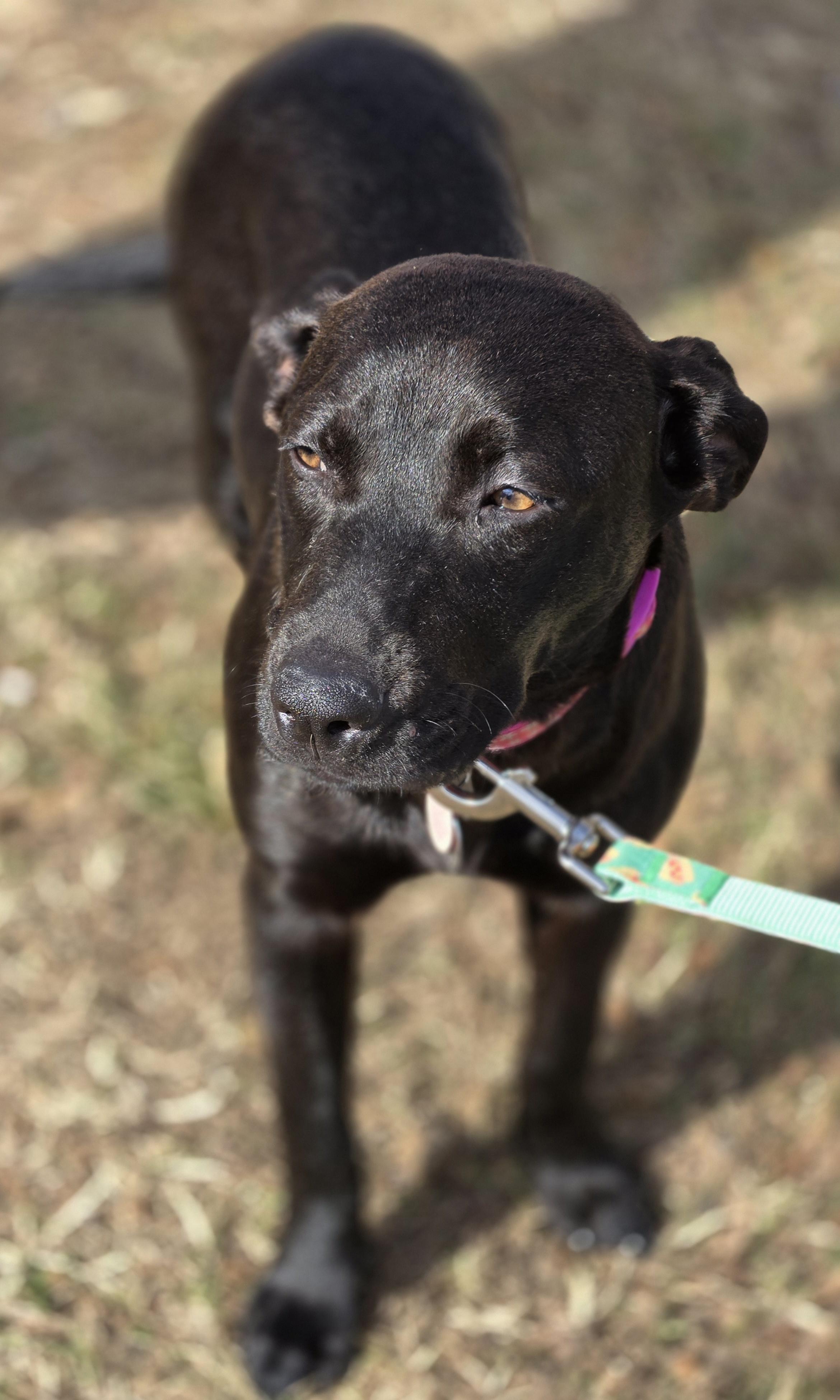 Enlarge Sheena, a ADOPTABLE mixed breed in Irving, TX image 2/5