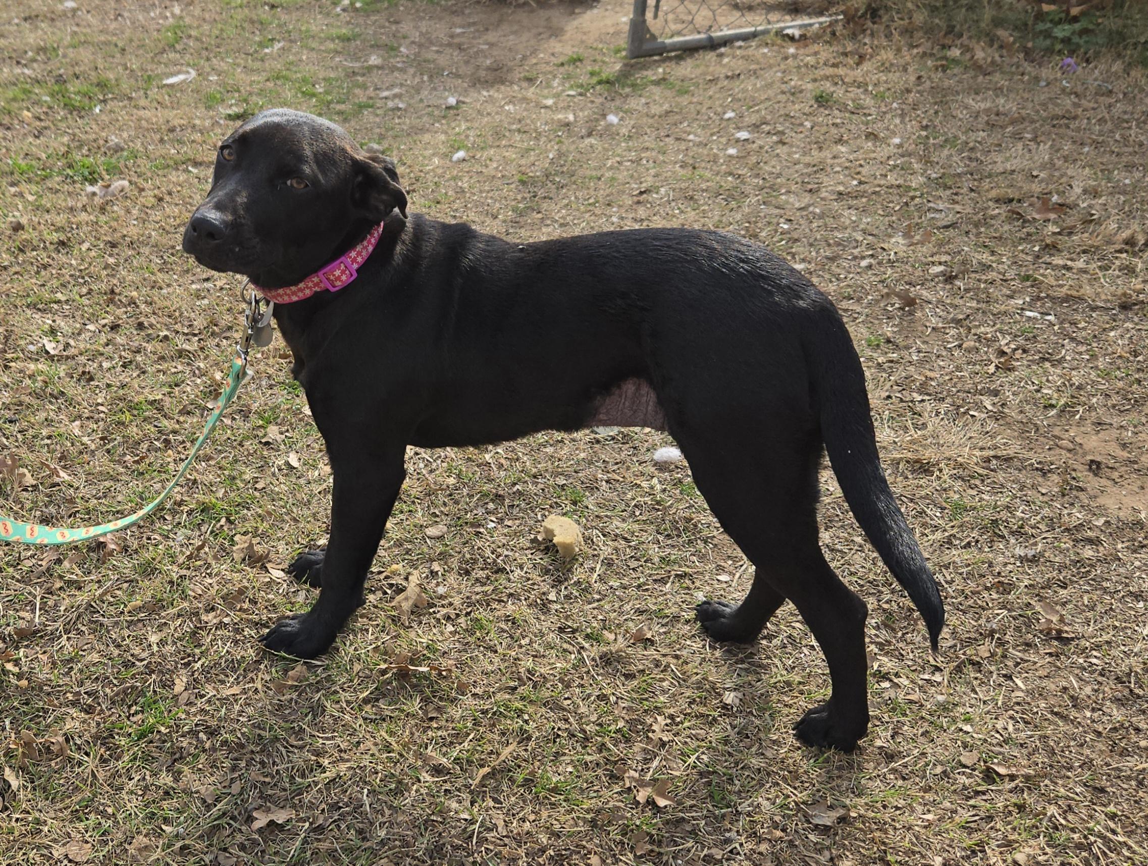 Enlarge Sheena, a ADOPTABLE mixed breed in Irving, TX image 4/5