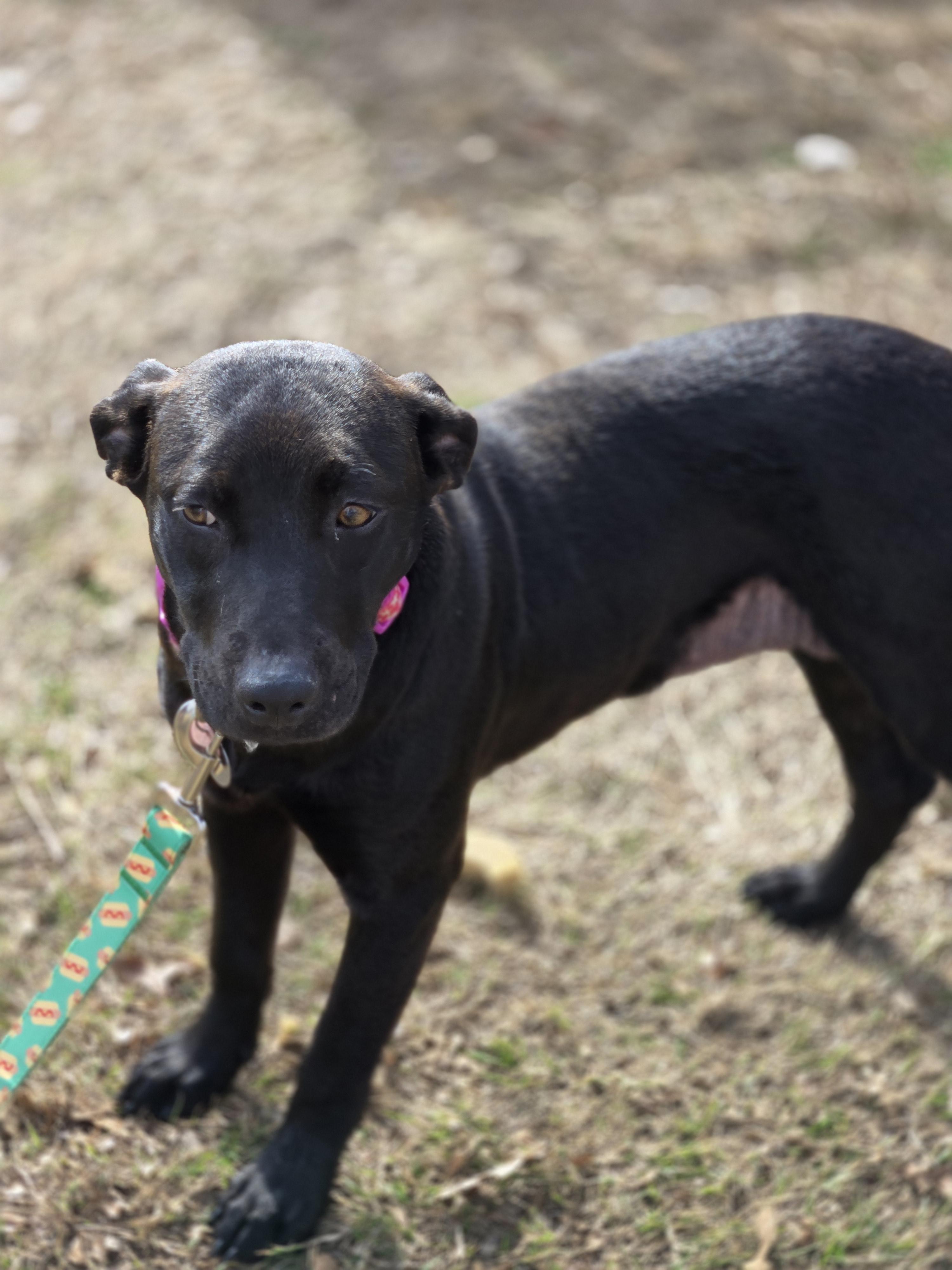 Sheena, ADOPTABLE, Young Female Black Mouth Cur.